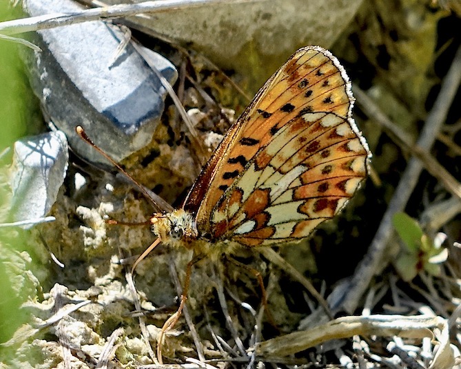 pearl-bordered fritillary
